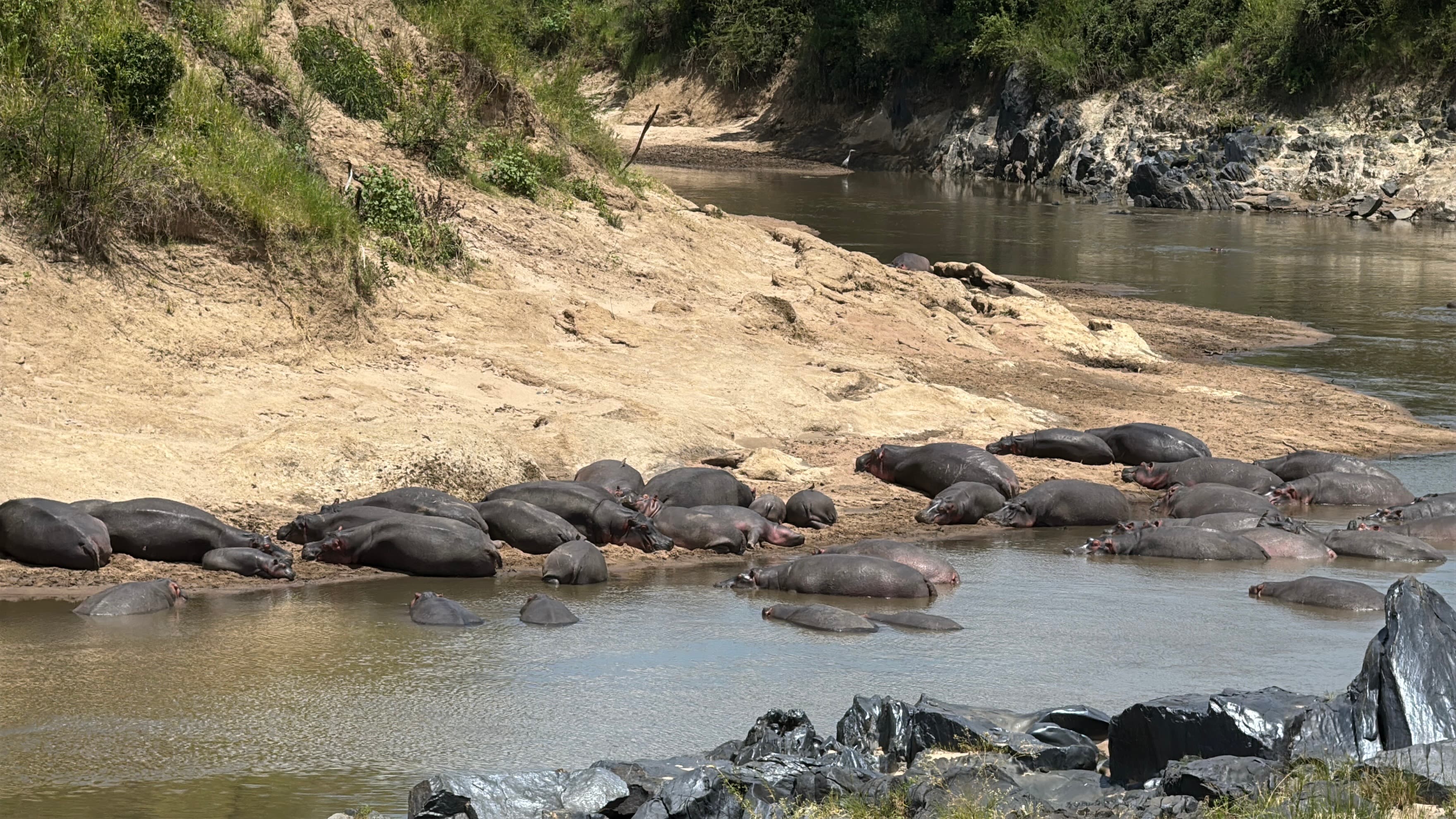 Hippos